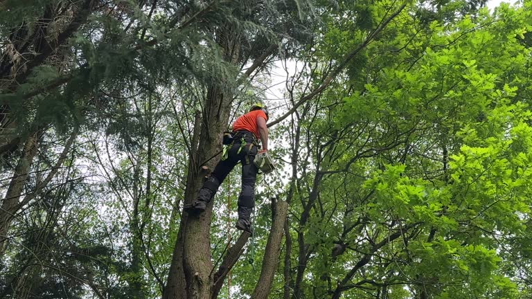 Trusted Warwick, RI Tree Removal Experts